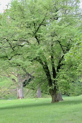 Tilia cordata - lípa srdčitá - jarní habitus (49)